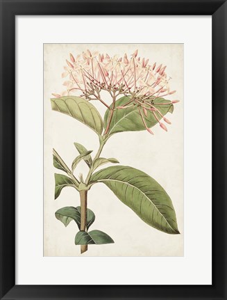 Framed Antique Botanical Collection VI Print