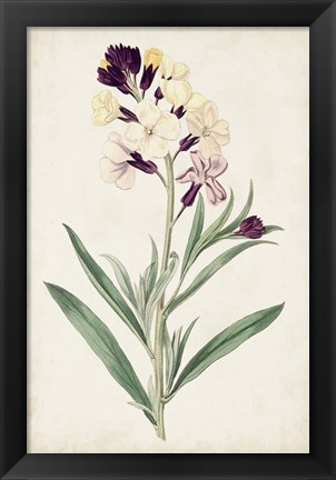 Framed Antique Botanical Collection VII Print