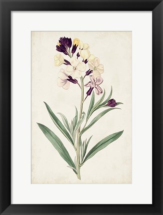 Framed Antique Botanical Collection VII Print