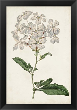 Framed Antique Botanical Collection VIII Print