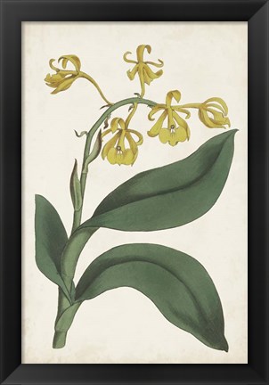 Framed Antique Botanical Collection X Print