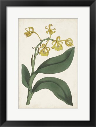 Framed Antique Botanical Collection X Print