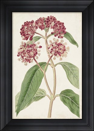 Framed Antique Botanical Collection XI Print