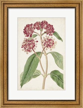 Framed Antique Botanical Collection XI Print