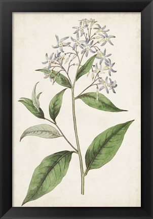 Framed Antique Botanical Collection XII Print
