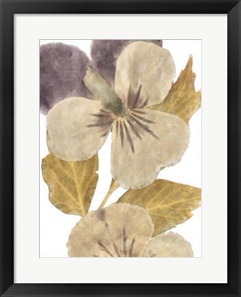 Framed Neutral Pansy I Print