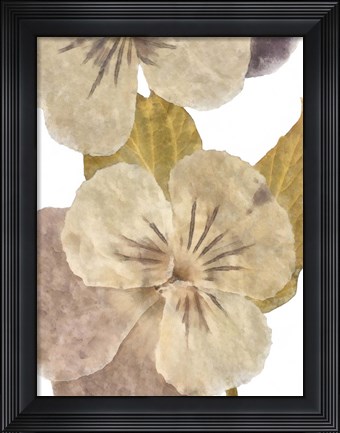 Framed Neutral Pansy II Print
