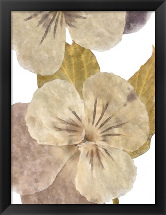 Framed Neutral Pansy II Print