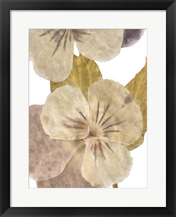 Framed Neutral Pansy II Print