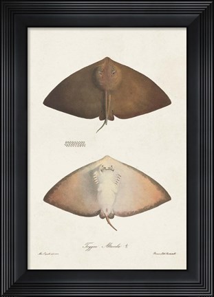 Framed Antique Rays II Print