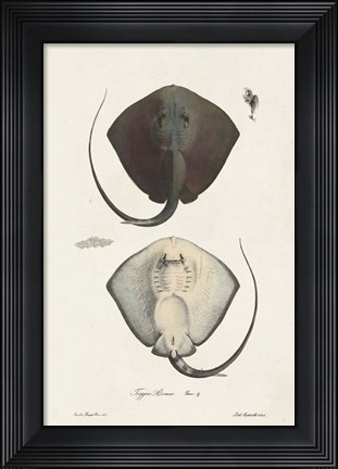 Framed Antique Rays III Print
