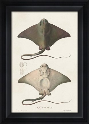 Framed Antique Rays IV Print