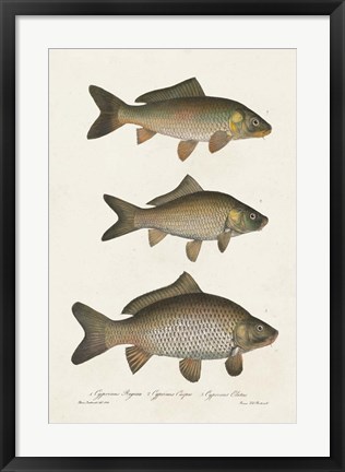 Framed Species of Antique Fish I Print