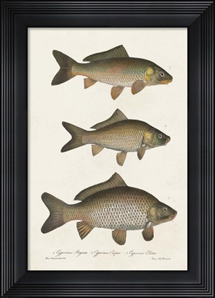 Framed Species of Antique Fish I Print