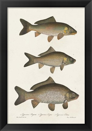 Framed Species of Antique Fish I Print