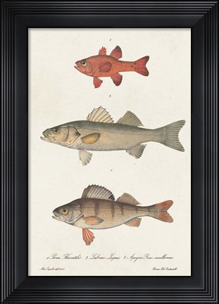 Framed Species of Antique Fish II Print