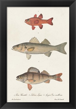 Framed Species of Antique Fish II Print