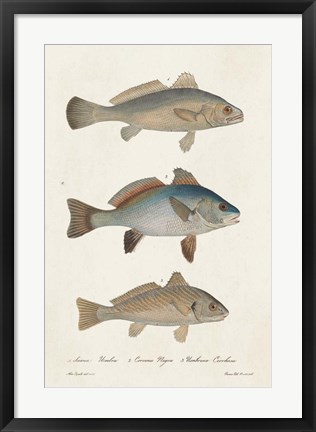 Framed Species of Antique Fish III Print