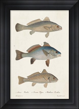 Framed Species of Antique Fish III Print