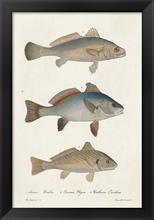 Framed Species of Antique Fish III Print