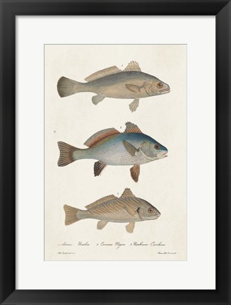 Framed Species of Antique Fish III Print