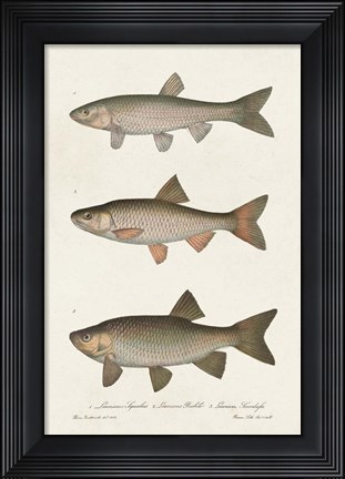 Framed Species of Antique Fish IV Print