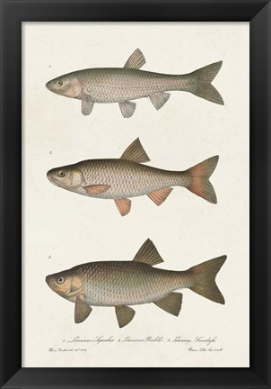 Framed Species of Antique Fish IV Print