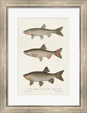 Framed Species of Antique Fish IV Print