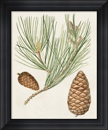 Framed Antique Pine Cones III Print