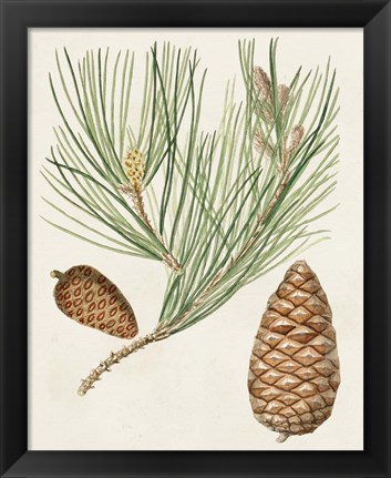 Framed Antique Pine Cones III Print