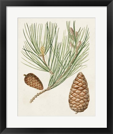 Framed Antique Pine Cones III Print