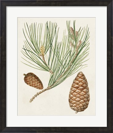 Framed Antique Pine Cones III Print