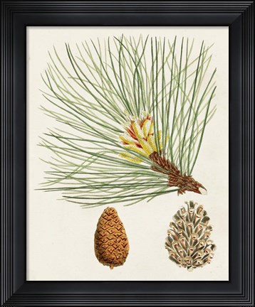 Framed Antique Pine Cones IV Print