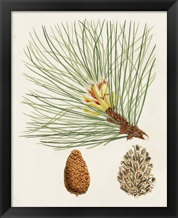 Framed Antique Pine Cones IV Print