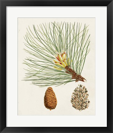 Framed Antique Pine Cones IV Print