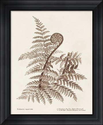 Framed Sepia Fern Varieties I Print
