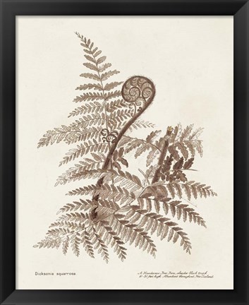 Framed Sepia Fern Varieties I Print