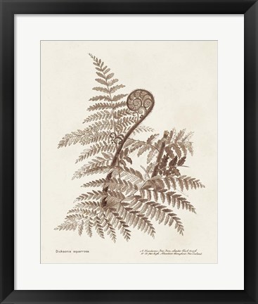 Framed Sepia Fern Varieties I Print