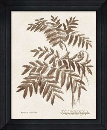 Framed Sepia Fern Varieties II Print