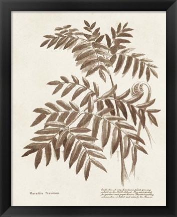 Framed Sepia Fern Varieties II Print