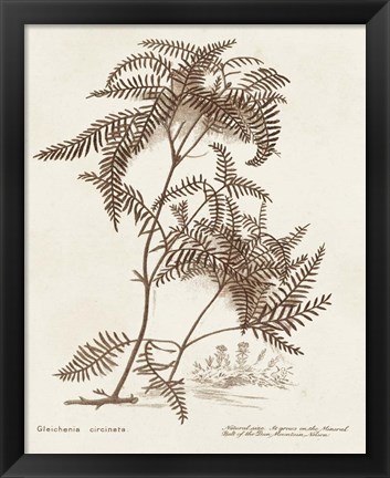 Framed Sepia Fern Varieties III Print