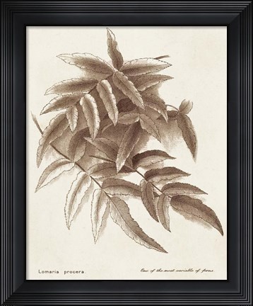 Framed Sepia Fern Varieties IV Print