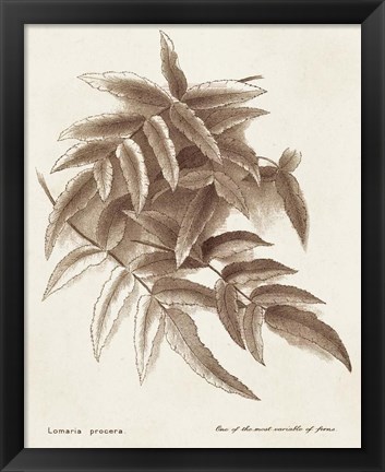 Framed Sepia Fern Varieties IV Print