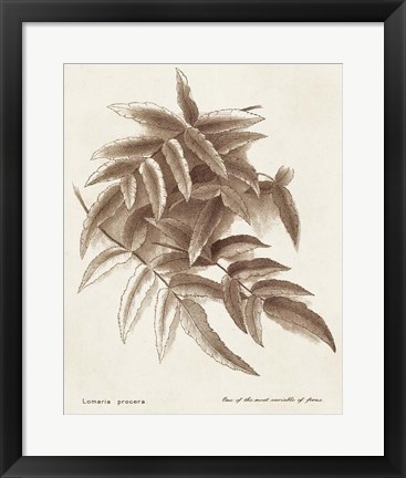 Framed Sepia Fern Varieties IV Print