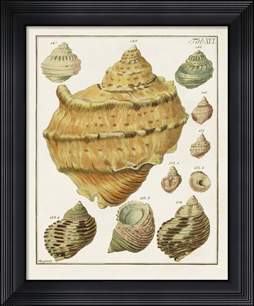 Framed Pastel Shell Pair I Print