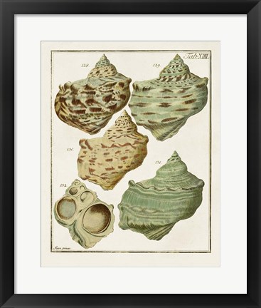 Framed Pastel Shell Pair II Print