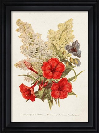 Framed Antique Floral Bouquet V Print