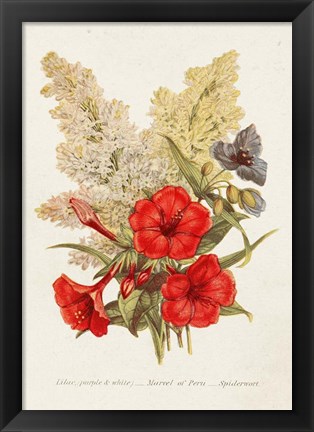 Framed Antique Floral Bouquet V Print