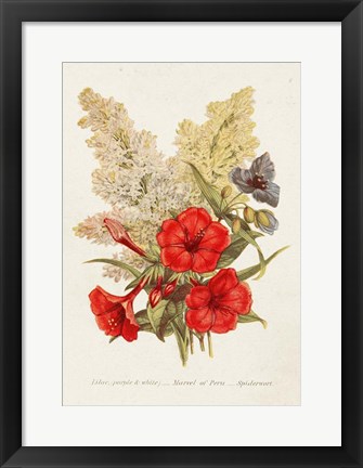 Framed Antique Floral Bouquet V Print