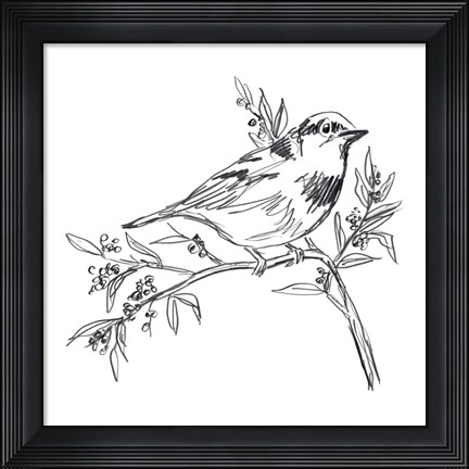 Framed Simple Songbird Sketches I Print